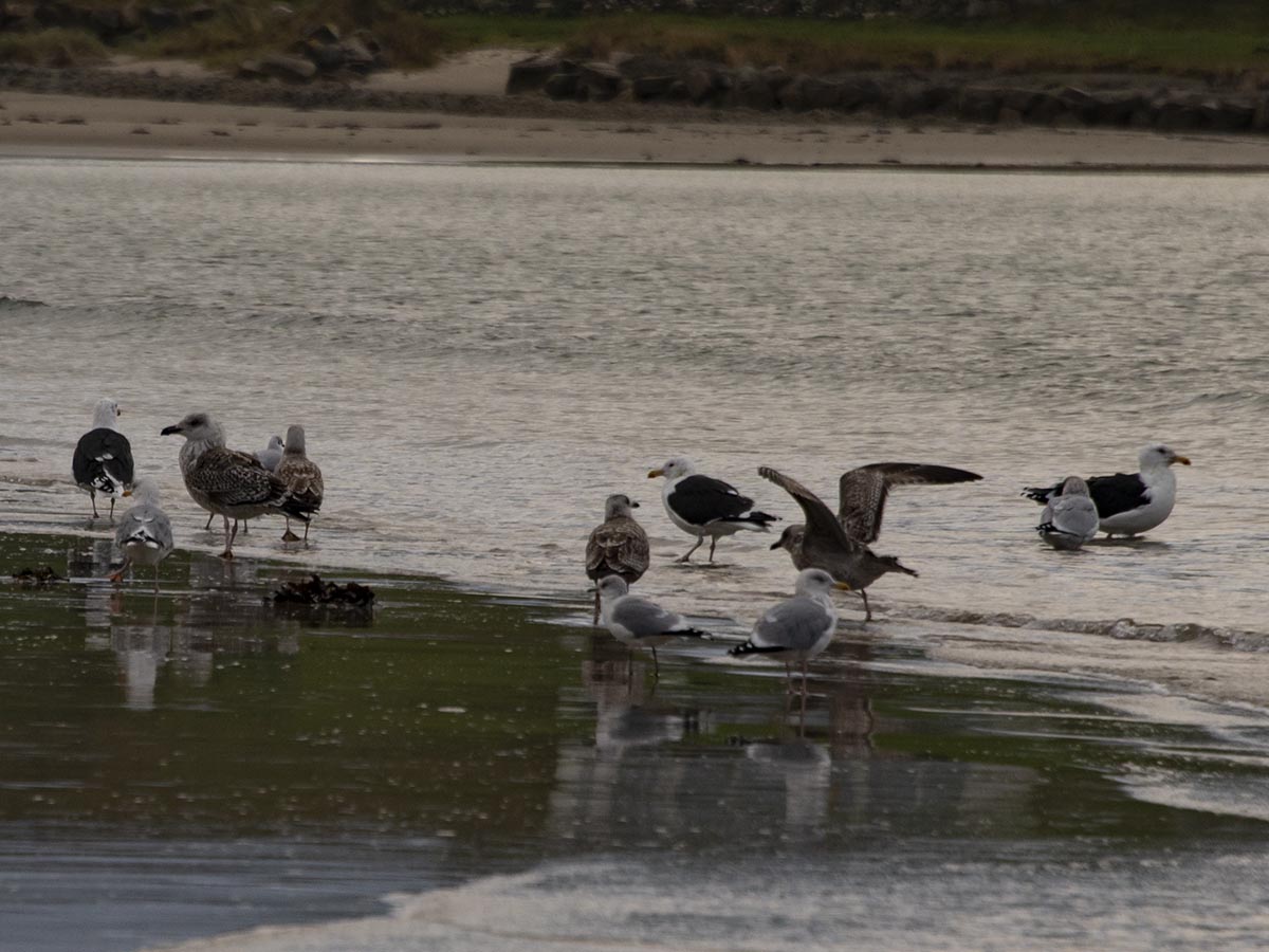 Larus marinus